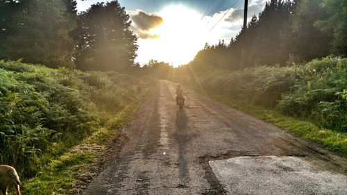 Road amidst trees against sky during sunset