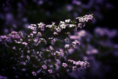 Close-up of flowers on tree