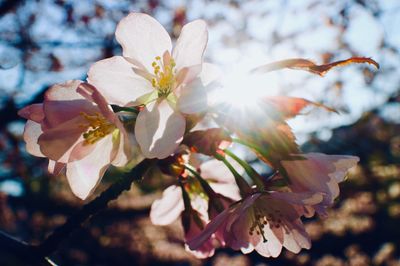 Close-up of fresh white cherry blossoms in spring