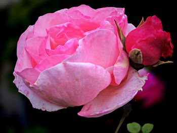 Close-up of pink rose