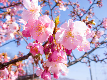 Low angle view of cherry blossoms in spring