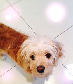 Close-up portrait of dog