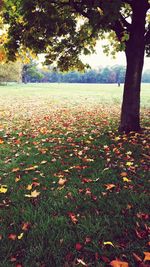 Trees in field