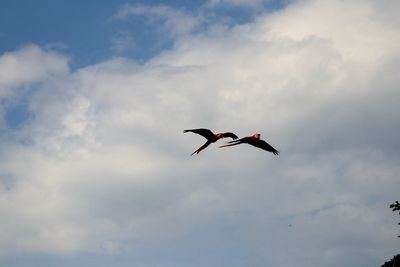 Low angle view of bird flying in sky