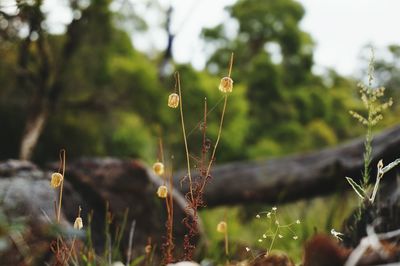 Close-up of plant against blurred background