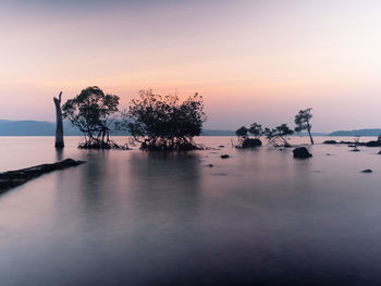 Silhouette trees by sea against sky during sunset