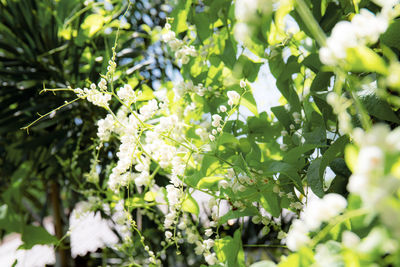 Close-up of white flowering plant