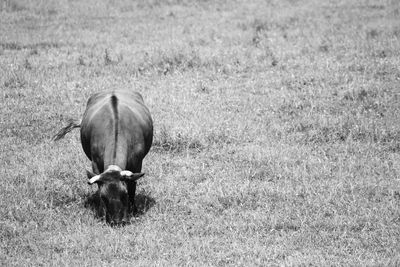 Horse grazing on field