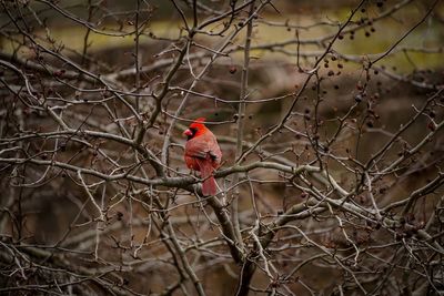 Red cardinal sitting on bare tree