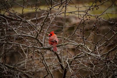 Bird perching on branch