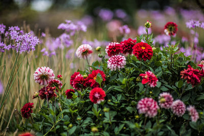 Close-up of pink flowering plants