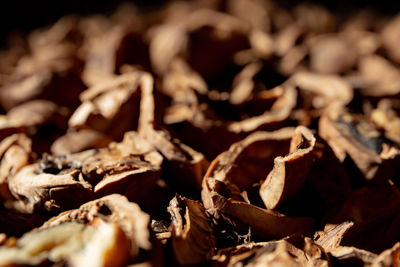 Close-up of dried leaves