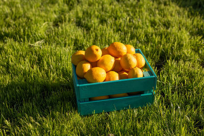 Fruits in container on field