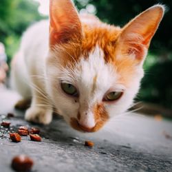 Close-up portrait of ginger cat