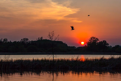 Silhouette birds flying over lake during sunset