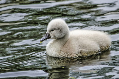 Young swan in a canal in springtime