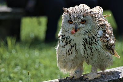 Close-up portrait of owl