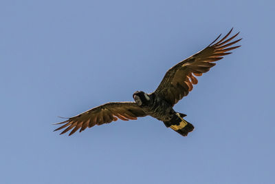 Low angle view of eagle flying in sky