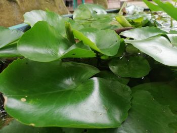 Close-up of wet leaves