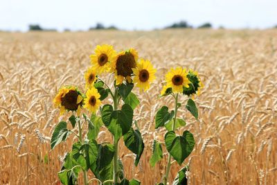 Sunflowers growing on field