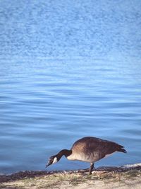 View of birds in lake