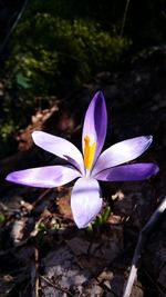 High angle view of purple crocus blooming outdoors