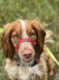 Close-up of dog