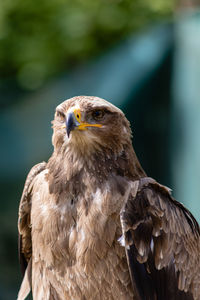 Close-up of eagle against blurred background