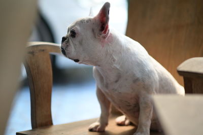 White french bulldog on wooden chair.