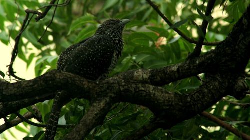 Low angle view of bird perching on tree