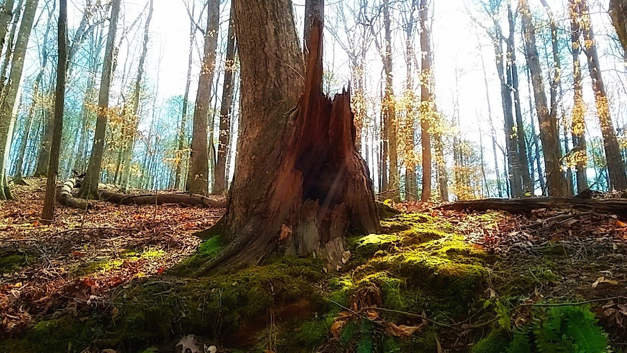 TREES IN FOREST AGAINST SKY