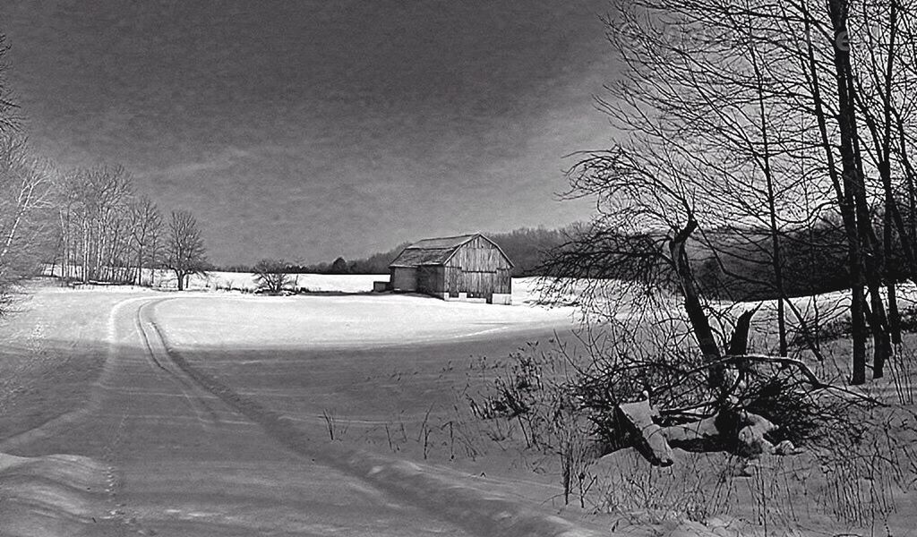 SNOW COVERED TREES ON FIELD