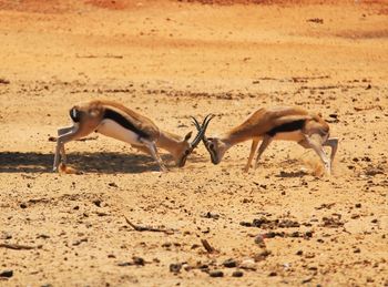 Two gazelles sparring