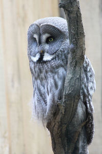 Close-up portrait of a bird