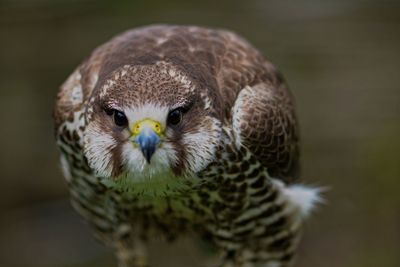 Close-up portrait of owl