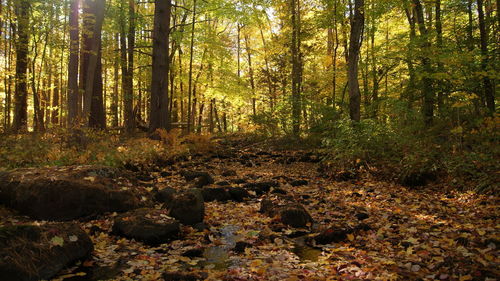 Trees in forest