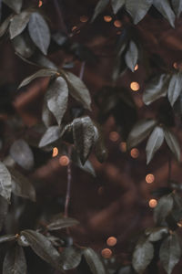 Full frame shot of leaves