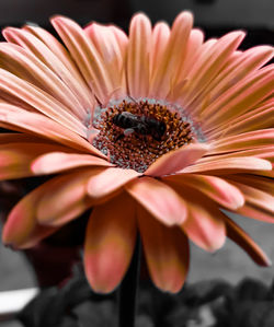 Gerbera...........