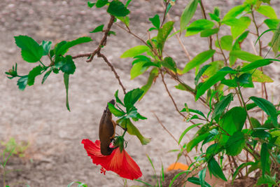 Close-up of red flowering plant