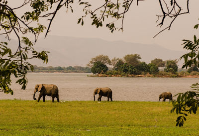 Side view of elephants walking on field by lake against sky