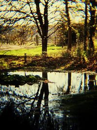 Trees in pond