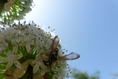 Close-up of bee on flower