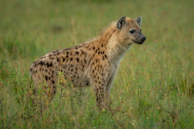 Spotted hyena stands in grass facing forward