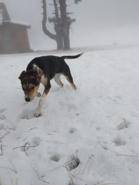 Dog on snow covered land