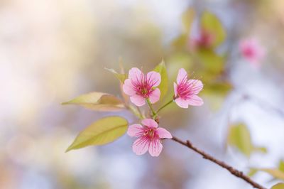 Blurry background of pink blossom sakura at thailand