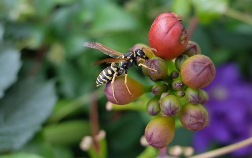 Close-up of insect on fruit