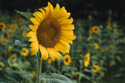 Close-up of yellow sunflower