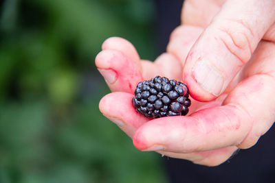 Close-up of hand holding berry