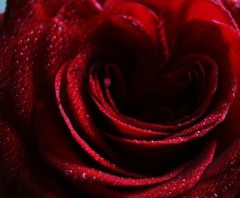 Close-up of red rose