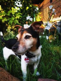 Dog looking away on field